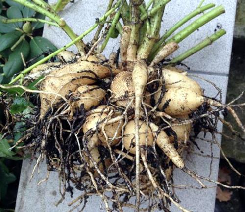 Как убрать георгины. Как правильно хранить георгины зимой, когда выкапывать клубни?