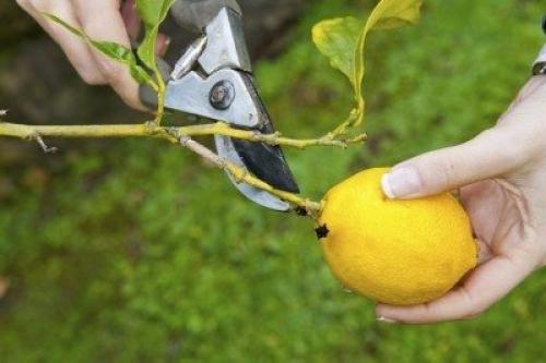 Обрезка лимона в саду. Lemon Tree Pruning: When Is The Best Time To Prune Lemon Trees