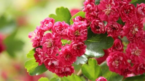 Можно ли вырастить боярышник 'Поль Скарлет' из семян, и как это сделать. Боярышник Пол Скарлет