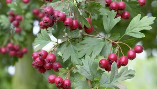 Можно ли вырастить боярышник 'Поль Скарлет' из семян, и как это сделать. Боярышник Пол Скарлет