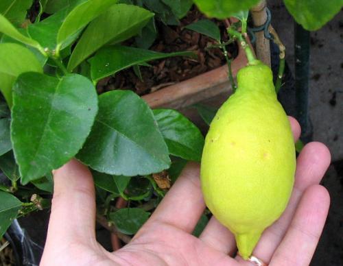 Лимон домашний уход обрезка. Лимон комнатный. Уход, обрезка и размножение в домашних условиях