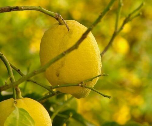 Как выращивать комнатные лимоны. Домашний лимон - условия выращивания в горшке