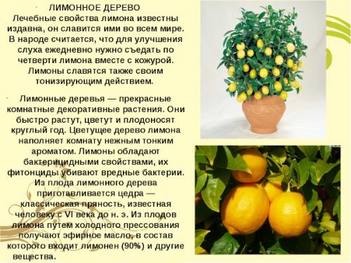 Лимон уход в домашних условиях. Лимон комнатный. Уход, обрезка и размножение в домашних условиях