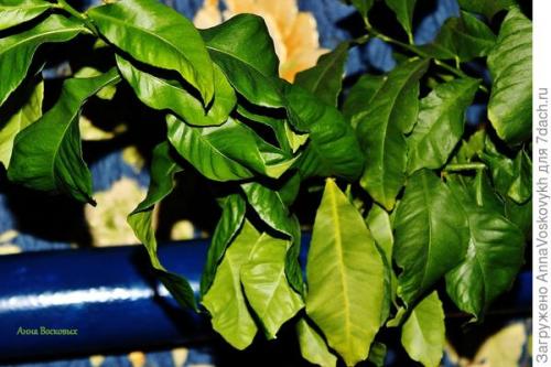 Будет ли плодоносить лимон из косточки. Не всему написанному верь, или Как я выращивала плодоносящий лимон из косточки