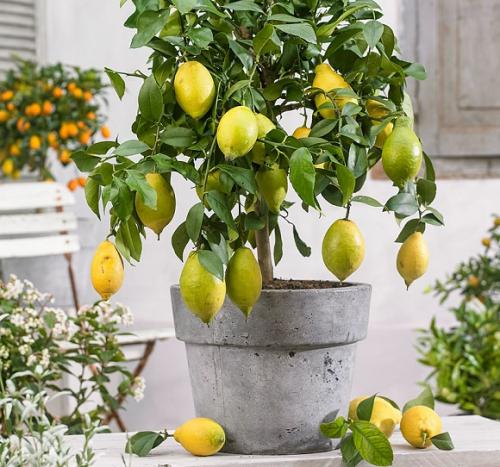 Как ухаживать за лимоном в домашних условиях в горшке. Как ухаживать за комнатным цитрусом?