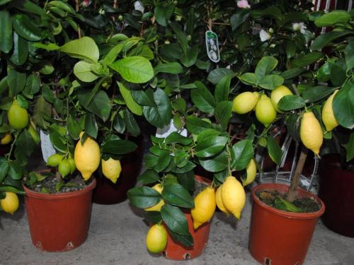 Как вырастить лимон дома на подоконнике. Правила ухода и проблемы выращивания