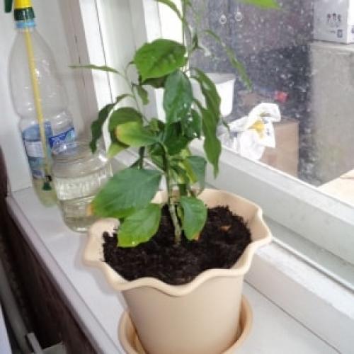 Лимон комнатный опадают листья. Причины пожелтения лимонных листьев, связные с уходом