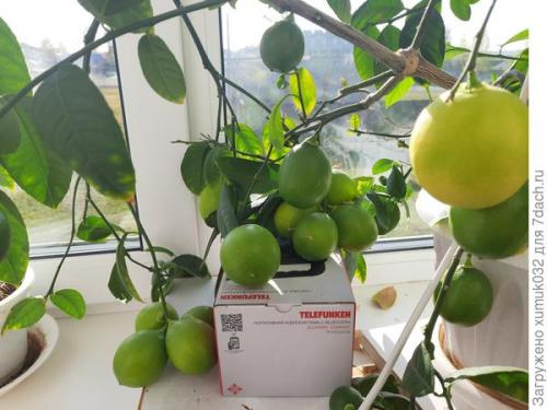 Комнатный лимон уход. Комнатный лимон - источник витаминов на подоконнике