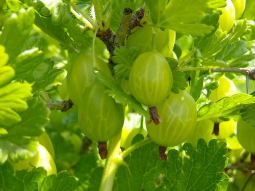 Как выбрать правильный крыжовник для варенья. 7 советов по приготовлению варенья из крыжовника