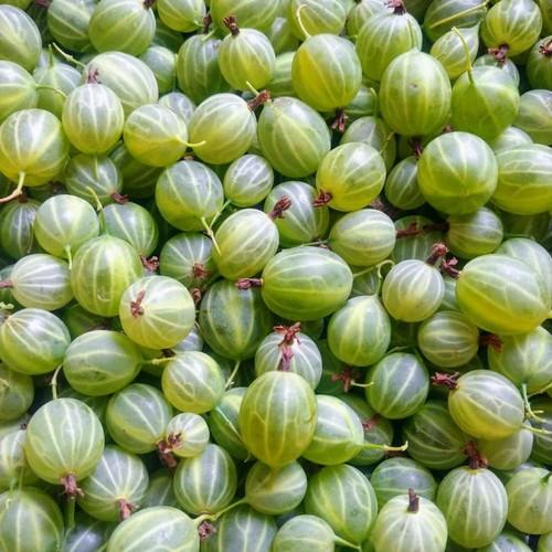 Как выбрать правильный крыжовник для варенья. 7 советов по приготовлению варенья из крыжовника