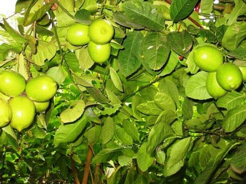 Как вырастить лимон из косточки. Подготовка косточки, грунта и правильная посадка 05