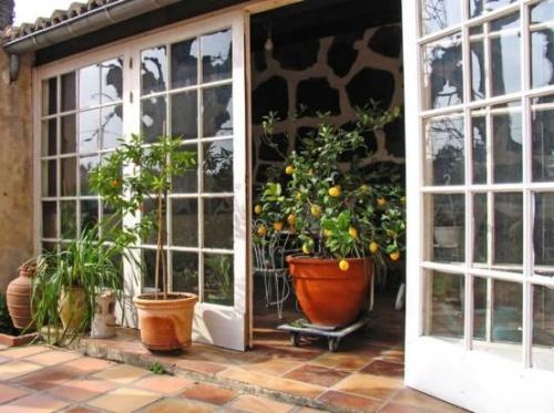 Как вырастить лимон из косточки. Подготовка косточки, грунта и правильная посадка 04