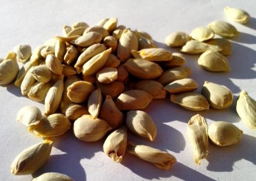 Лимон в домашних условиях из косточки. Как посадить лимонную косточку правильно?