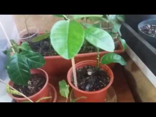 Лимон в домашних условиях. Домашний лимон: уход за цитрусом и сроки получения урожая 08