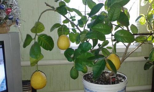 Сколько растет лимон дома. Разновидности, пригодные для домашнего выращивания