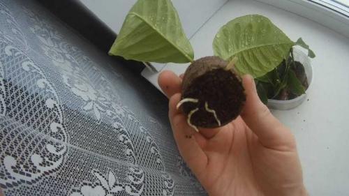 Лимон растет на дереве. Лимонное дерево: особенности высадки, правила ухода, обрезки, подкормки. Идеи декоративного оформления (150 фото)