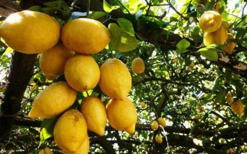 Лимон растет на дереве. Лимонное дерево: особенности высадки, правила ухода, обрезки, подкормки. Идеи декоративного оформления (150 фото)