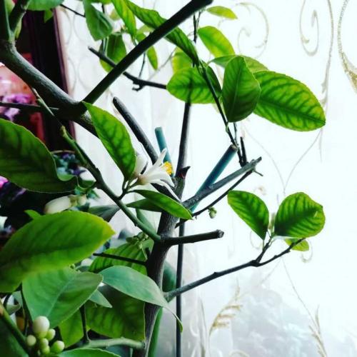 Лимон растет на дереве. Лимонное дерево: особенности высадки, правила ухода, обрезки, подкормки. Идеи декоративного оформления (150 фото)