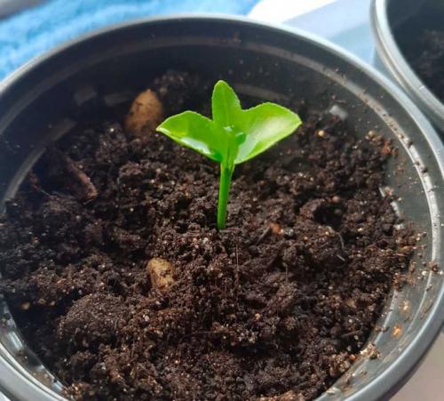 Лимон растет на дереве. Лимонное дерево: особенности высадки, правила ухода, обрезки, подкормки. Идеи декоративного оформления (150 фото)