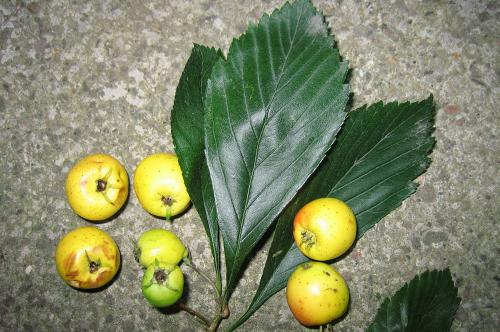 Чем отличается боярышник обыкновенный пол скарлет от других видов боярышника. Гость из мезозоя. Сколько видов боярышника существует и чем он интересен