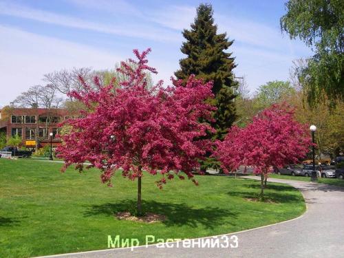 Какие витамины и минералы содержатся в боярышнике обыкновенном пол скарлет. Корзина