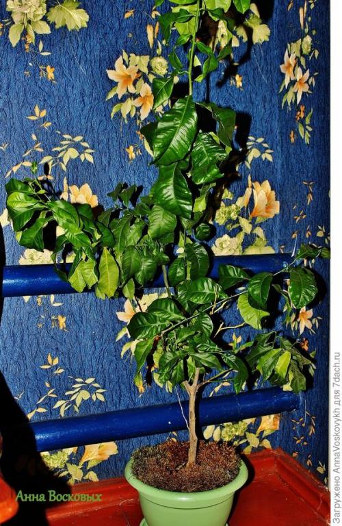 Как вырастить лимон из косточки, чтобы он плодоносил без прививки. Не всему написанному верь, или Как я выращивала плодоносящий лимон из косточки