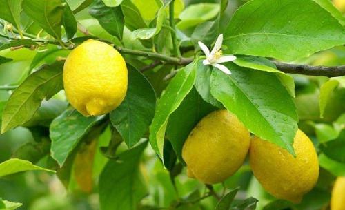 Выращиваем лимон в комнате. Из субтропиков на подоконник: сорта для домашнего выращивания