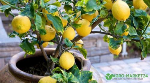 Выращиваем лимон в комнате. Из субтропиков на подоконник: сорта для домашнего выращивания 04