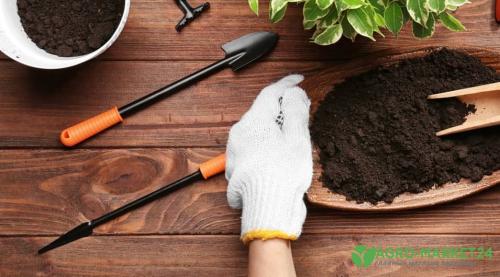 Выращиваем лимон в комнате. Из субтропиков на подоконник: сорта для домашнего выращивания 03