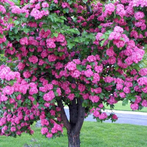 Как ухаживать за Боярышником Пауль Скарлет в первый год после посадки. Боярышник Пауль Скарлет. Описание, фото на штамбе, посадка и уход