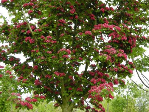 Боярышник Пауль Скарлет: особенности выращивания и ухода 18 Боярышник Пауль Скарлет: особенности выращивания и ухода 18