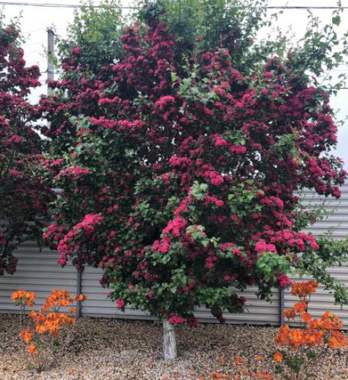 Как ухаживать за Боярышником Пауль Скарлет в первый год после посадки. Боярышник Пауль Скарлет. Описание, фото на штамбе, посадка и уход