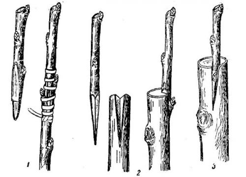 Как ухаживать за Боярышником Пауль Скарлет в первый год после посадки. Боярышник Пауль Скарлет. Описание, фото на штамбе, посадка и уход