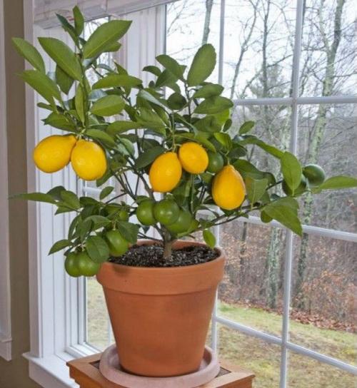 Как вырастить лимонное дерево в домашних условиях. Выращиваем лимонное дерево в домашних условиях