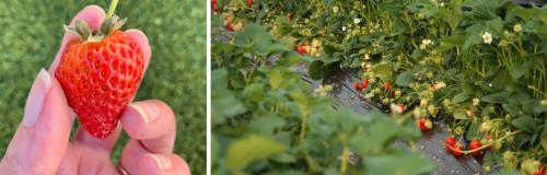 В какое время года лучше всего сажать клубнику по вашему методу. ПОСАДКА КЛУБНИКИ САДОВОЙ