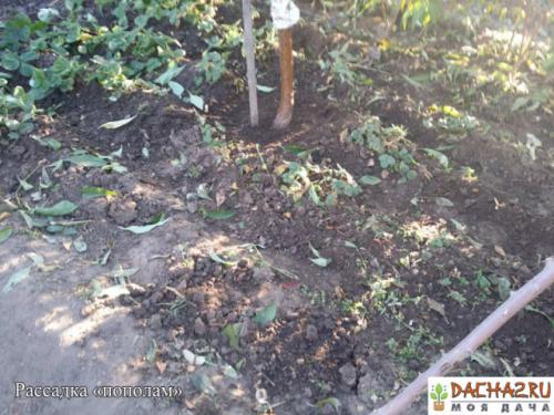 Секреты успешного рассаживания клубники: когда и как это сделать 03