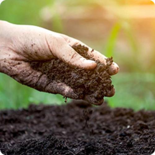 В какое время года лучше всего сажать клубнику по вашему методу. ПОСАДКА КЛУБНИКИ САДОВОЙ