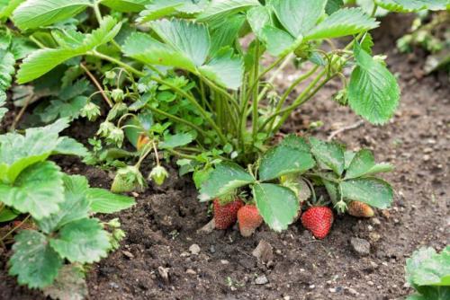 Как подготовить участок для посадки клубники усами. Выбор и подготовка участка
