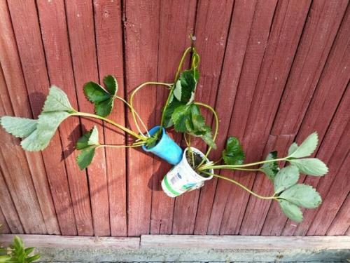 Полное руководство по посадке клубники усами осенью 01