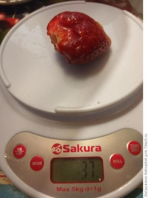 Влияет ли погода на успех посадки клубники в августе. Чтобы получить урожай летом, сажать клубнику лучше в августе