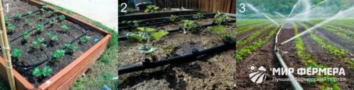 Тонкости осенней посадки клубники на черный укрывной материал: советы для начинающих 11 Тонкости осенней посадки клубники на черный укрывной материал: советы для начинающих 11