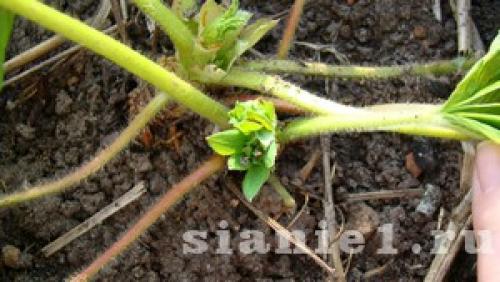 Полное руководство: как рассадить клубнику усами осенью правильно 01 Полное руководство: как рассадить клубнику усами осенью правильно 01