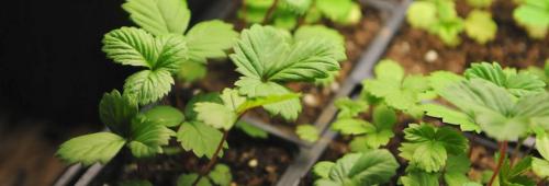 Как влияет время посадки на будущий урожай клубники. Сроки посадки: когда лучше сажать клубнику