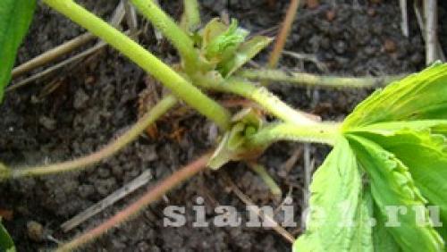 Полное руководство: как рассадить клубнику усами осенью правильно 02 Полное руководство: как рассадить клубнику усами осенью правильно 02