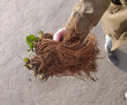 3 простых способа размножить клубнику. Какие есть варианты размножения клубники?