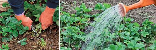 Как подготовить клубнику к зиме после осенней посадки на черный укрывной материал. ОСЕННИЙ УХОД ПЕРЕД ПОДГОТОВКОЙ КЛУБНИКИ К ЗИМЕ