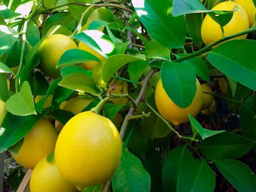 Как вырастить лимонное дерево в горшке. Уход за лимоном в горшке