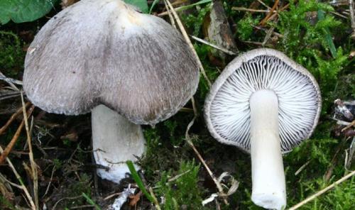 Как засолить рядовку серую. Заготовка грибов рядовок