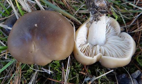 Как засолить рядовку серую. Заготовка грибов рядовок