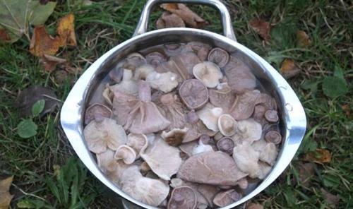 Как засолить рядовку серую. Заготовка грибов рядовок